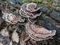 Lepketapló (Trametes versicolor), Budai-hegység
